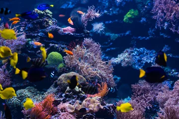 Gardinen Underwater scene. Coral reef, colorful fish groups © EwaStudio