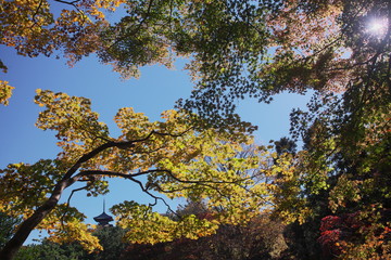 朝陽に輝く黄葉