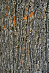 Autumn forest fruit background. Acorns on tree bark and autumn colorful leaves with copyspace. background and texture of trees, bark and boards