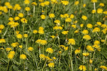 Blumenwiese mit gelben Löwenzahnblumen