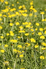 Blumenwiese mit gelben Löwenzahnblumen