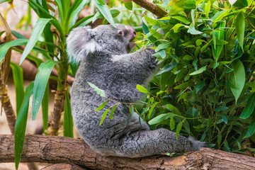 Koala Bear. koala on eucalyptus tree