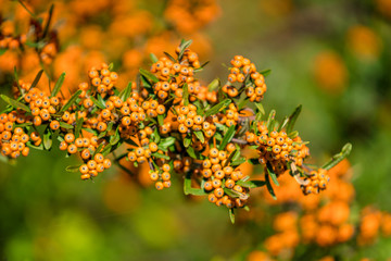 Orange Berries. Pyracantha