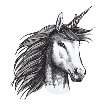 Unicorn mystic magic horse animal vector sketch