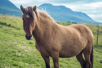 Obraz premium Icelandic horse
