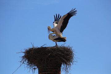 Storks mating