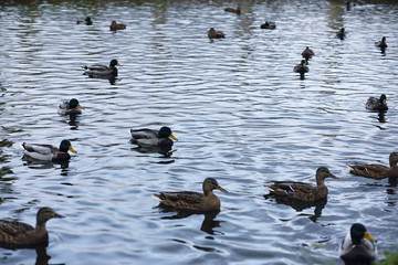 Birds on the pond. A flock of ducks and pigeons by the water. Mi