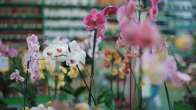 Potted orchid in floral department