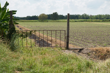 Door and seeding of green soybean in vegetable bed. Edible soybean, called Edamame in Japan and Mao Dou in China.