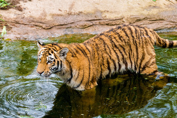 tiger walking in river water. Tiger wildlife scene