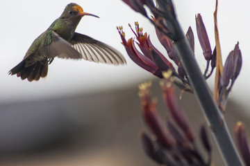 colibrí suspendido en el aire © mariotarante