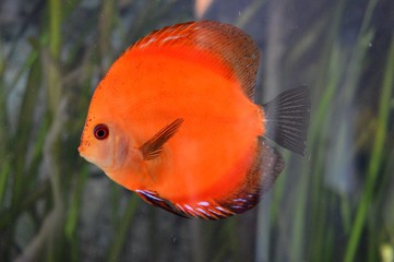 little orange fish