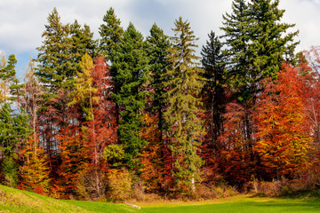 tree forest in morning time