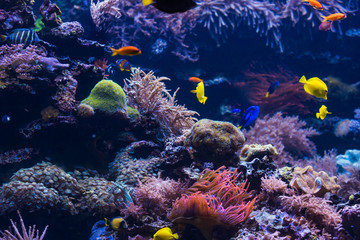  tropical Fish. Underwater world landscape