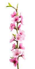 Sakura flowers isolated