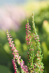 Obraz premium Natural Heather flower field. Calluna vulgaris. Small pink, lilac, violet flowers. soft focus. Vertical photo