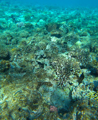 Naklejka na ściany i meble red sea and coral reef