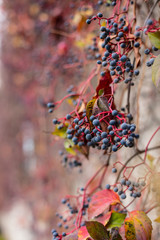 Leaves have turned red during a few weeks in the autumn season , Close up view of Hedera helix, english ivy,with text space