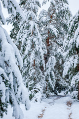 the winter's tale in the forest of coniferous