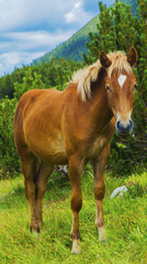 Beautiful landscape with wild horse in the mountain
