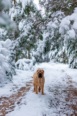 the dog in the winter forest