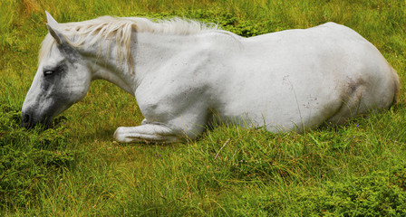 Obraz premium Beautiful landscape with wild horse in the mountain