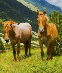 Naklejka na ściany i meble Beautiful landscape with wild horses in the mountain