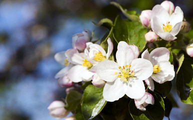 Apple bloom