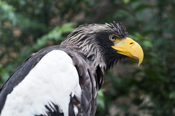 Steller's sea eagle (white-shouldered eagle)