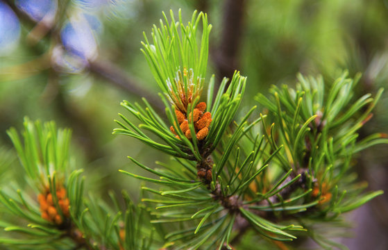 Fresh branch of fir tree with fir cones closeup