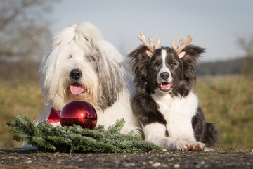 Weihnachten mit Hund