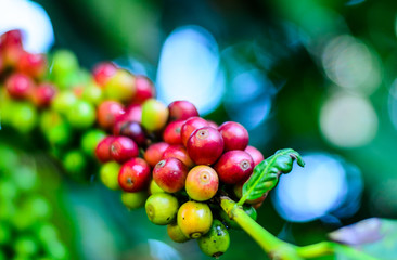 coffee beans,coffee tree - 182420204