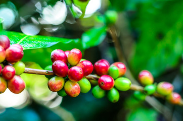 coffee beans,coffee tree