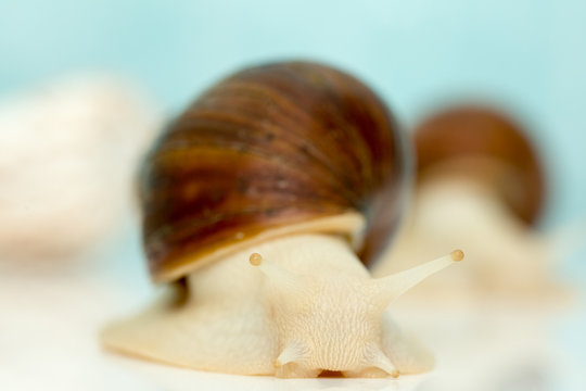 Giant snail Achatina is the largest land mollusk on Earth