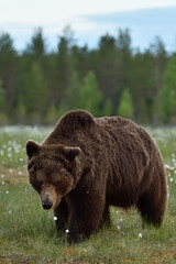 Big male brown bear with forest background