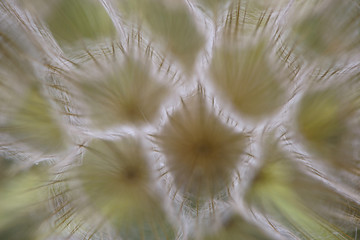 dandelion seeds close up macro shoot. detail of a dandelion flower. macro dandelion seed detail on a bright background.