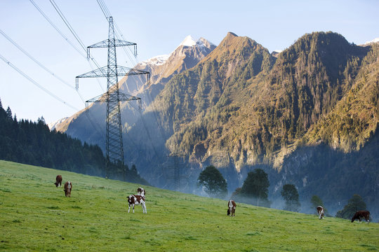 Electricity pylon and cows in field in mountain landscape, Austria