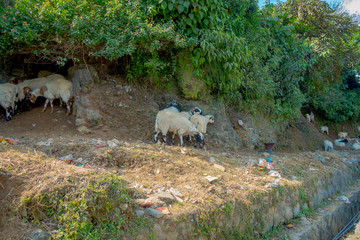 Flock of goats, going along the street of small town Muktinath in Nepal