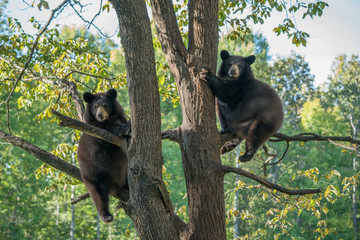 two cubs in tree 3
