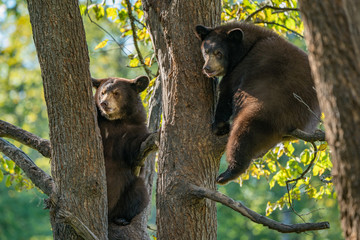two cubs in tree 2