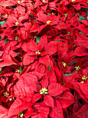 Beautiful red Poinsettia christmas flower