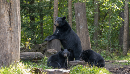 sow with cubs