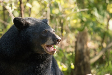 adult black bear