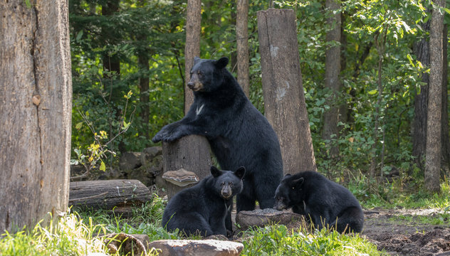 sow with cubs