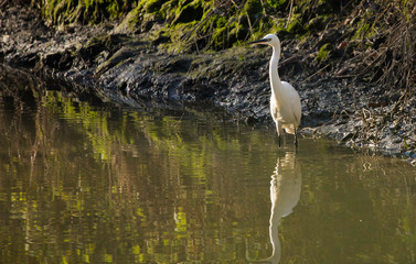  Egretta Garzetta uccello acquatico dentro lo stagno