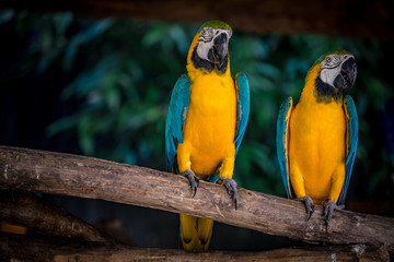 Fototapeta na wymiar Colorful macaw on branch