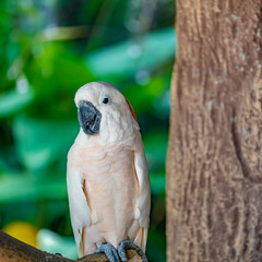 White cockatoos