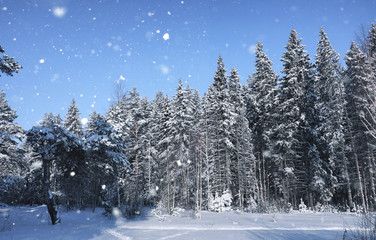 magic pine forest in winter season in snow