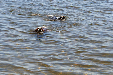 Deux toutous dans l'eau