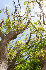 Oaktree in the spring 